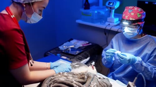 Professional Veterinary Health Extraction of Teeth in a Veterinary Clinic
