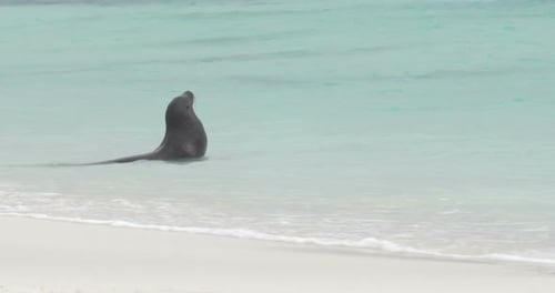 Lion de mer des Galapagos dans l'eau