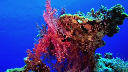 Vibrant Coral Reef Ecosystem Underwater in the Ocean