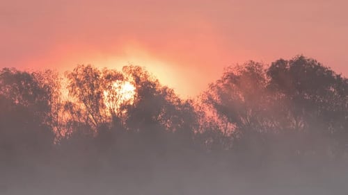Die Sonne geht hinter den Bäumen auf
