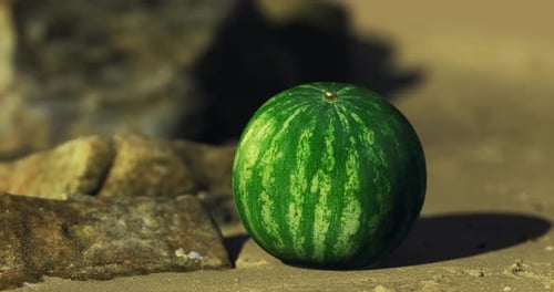 Fresh Watermelon Resting on Rocky Surface Under Bright Sunlight Near Beach