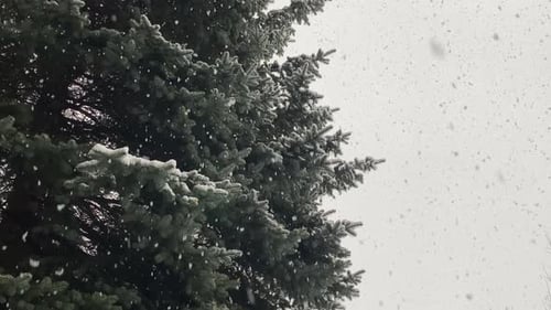 Christmas tree, snow falling from the sky