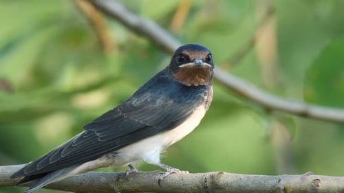 Elegant Barn Swallow Perched on Branch
