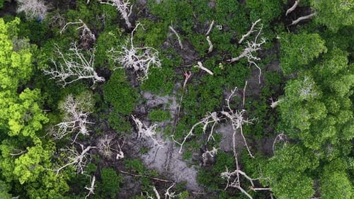 Forest with many trees and a lot of dead branches