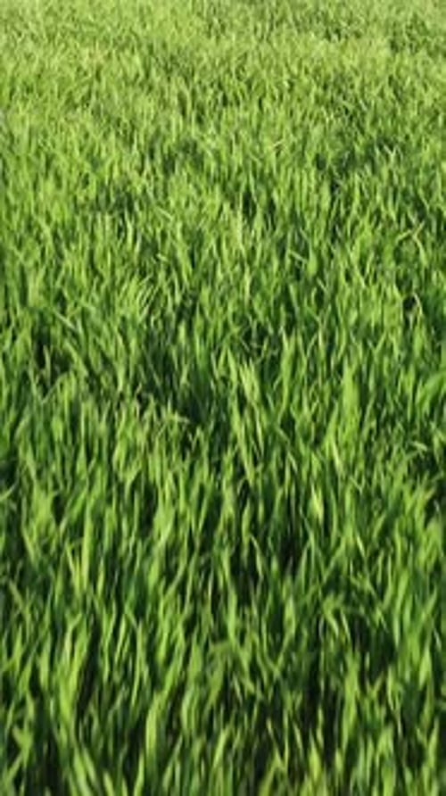 Aerial Vertical View on Green Wheat Field in Countryside Field of Wheat Blowing in the Wind on