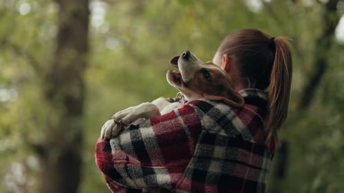 Little Beagle Puppy with His Owner in Beautiful Autumn Field