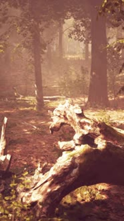 Panoramic View of the Majestic Evergreen Forest in a Morning Fog