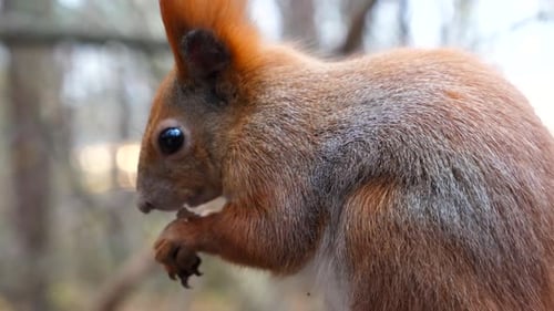 Close Up of Wild Fluffy Squirrel Eating Found Walnuts at Autumn Park Cute Brown Rodent Gnawing Nuts