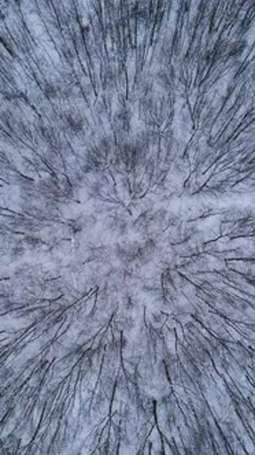Vertical Video Aerial View Over the Winter Forest in the Mountains Trees
