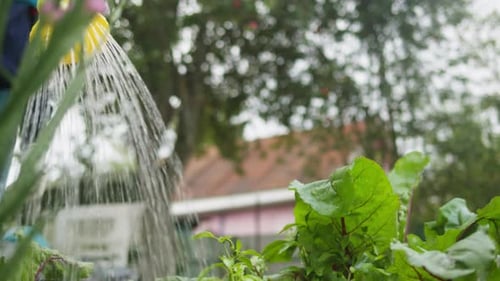 A Farmer with a Watering Hose and a Sprayer Waters Vegetables in the Garden on a Sunny Summer Day