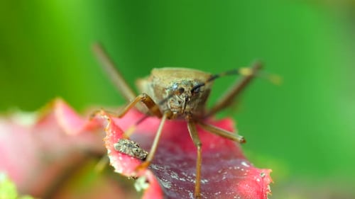 Squash Bug Insect Sitting on Blade of Green Grass