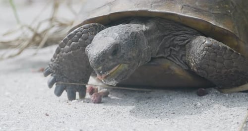 Close-up de uma tartaruga esquilo comendo uvas marinhas em solo arenoso à luz do dia da Flórida