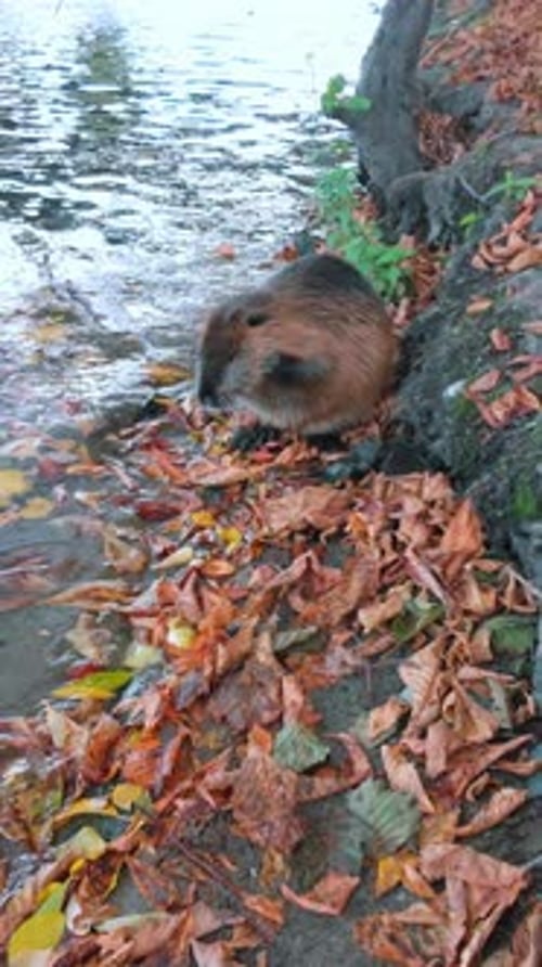 Cute Nutria Eating Food Next to a Lake