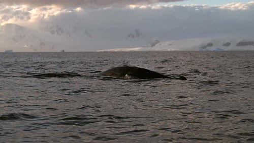 Humpback Whale Diving Tail View Ocean Wildlife