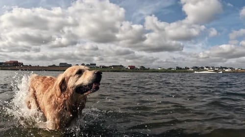Golden Retriever Runs out of Water onto Beach