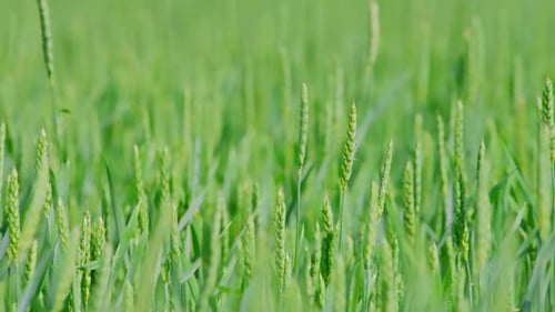 A Field of Green Ears of Wheat