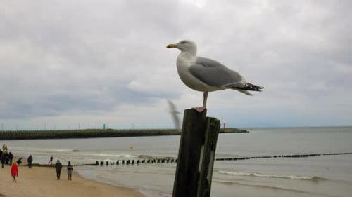 Seagull standing On a wooden pile At Beach while other birds fly around it.
