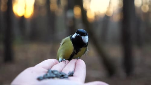 Petit Tomtit mangeant un repas du bras d'une jeune fille contre un coucher de soleil bleuté en arrière-plan Petite mésange