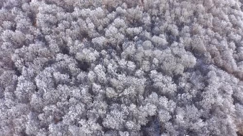 Aerial view of frozen canopy of winter forest