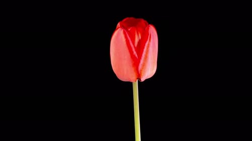 Red Tulip Blooming on Black Background in Time Lapse