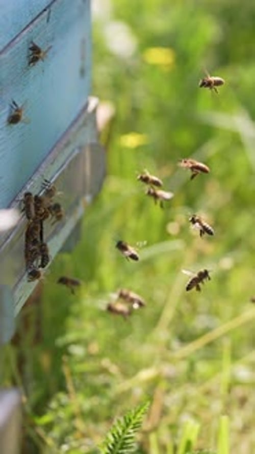 Bees Flying in and out of Beehive