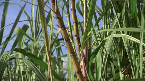 Sugarcane Growing in a Tropical Field