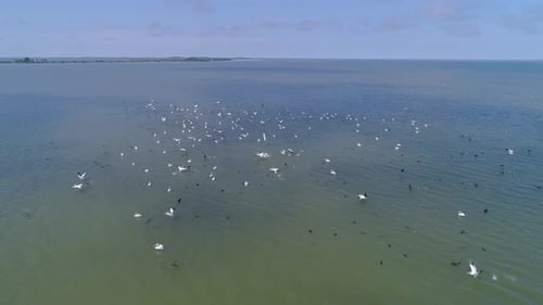 Pelicans flying over the water in the Danube Delta. Large flock of pelicans birds.