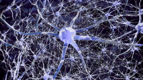 Neurônios cerebrais. Atividade das células nervosas