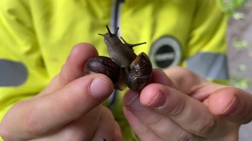Niño sostiene un gran caracol de cerca