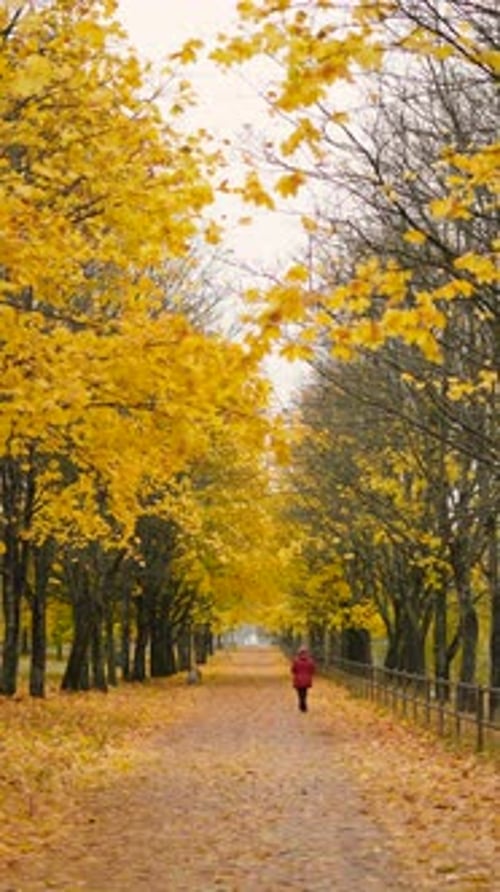 Vertical Video of Autumn Landscape in City Park with Lonely Person
