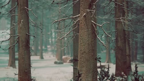Winter Pine Tree Forest with Snow on Trees