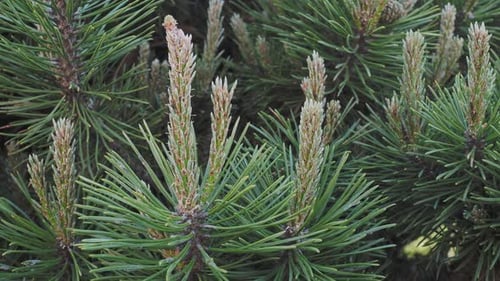 Young shoots on branches pine.