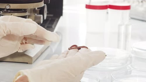 Gros plan d'une annélide dans des mains gantées blanches (recherche en laboratoire)