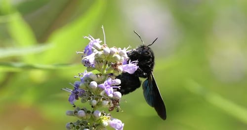 Eine Zimmermannsbiene auf Nahrungssuche und Bestäubung von Vitex-Blüten, Südfrankreich