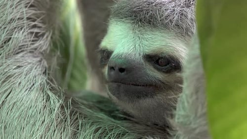 Dreizehenfaultier aus nächster Nähe. Blinzelt und schaut sich um. Bradypus variegatus