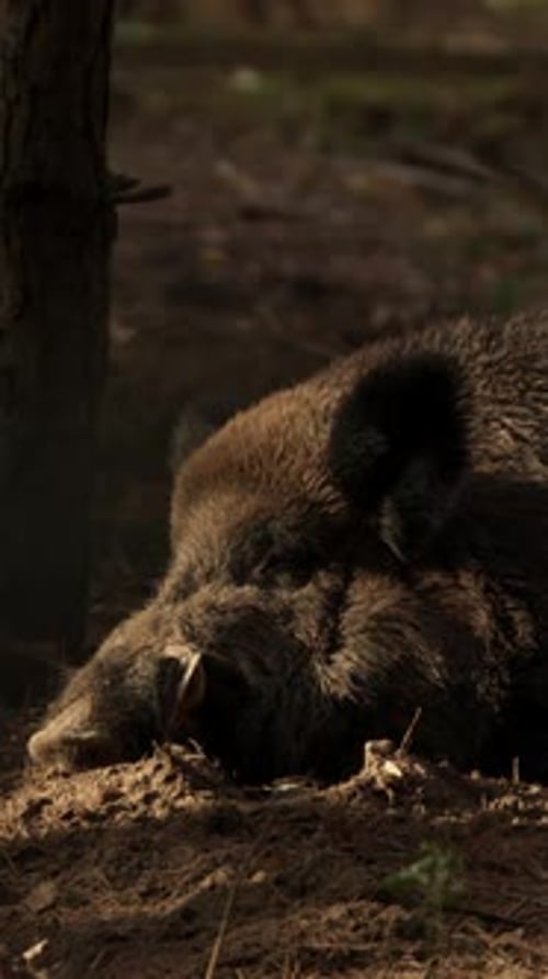 Wild Boar Resting on Forest Floor