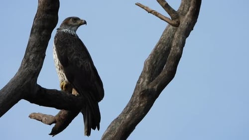 Eagle in tree UHD Mp4 4k video