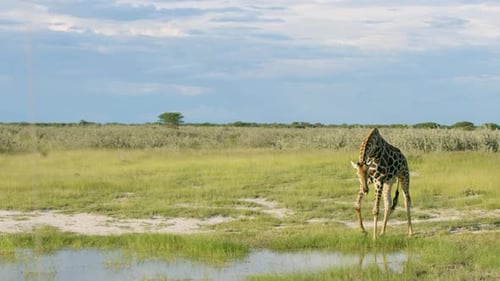 giraffe going down to drink from waterhole in wild namibia, open shot