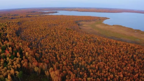Aerial Top View of Beautiful Lake Surrounded By Colorful Forest in Autumn