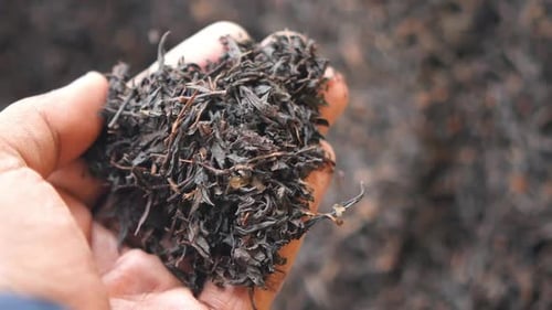 Hand Holding Loose Black Tea Leaves