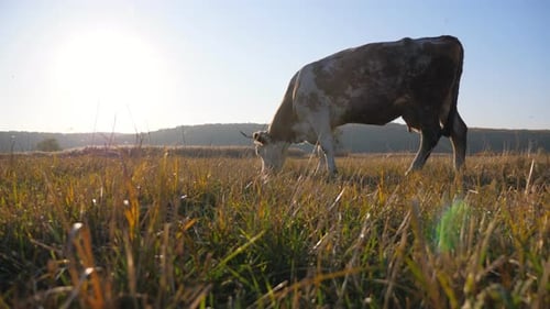 Cow Eating Fresh Green Grass at Lawn Cattle Grazing on Pasture Beautiful Landscape of Countryside