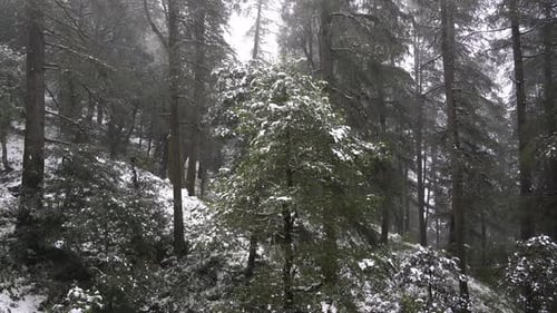 Winter Wonderland: Snowy Forest Landscape