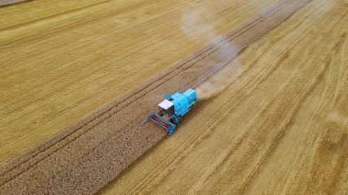 Vintage Harvester Machine Working in Wheat Field Combine Agriculture Harvesting Golden Ripe Crops