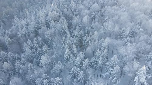 Winter Landscape with Snowy Forest