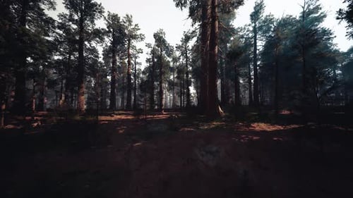 Peaceful Forest Walk Through Redwood Trees