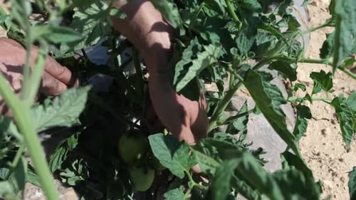 Farming