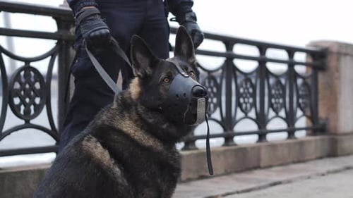 Muzzled German Shepherd Dog with Handler in City