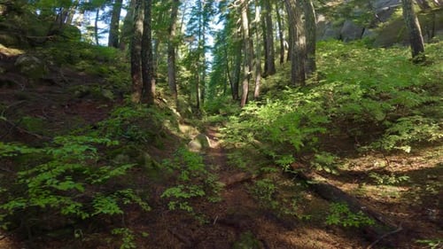 Lush Green Trees in Canadian Rain Forest During Sunny Fall Season Day Hiking Trail in Squamish