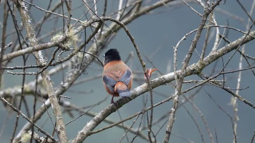 A Rufous Sibia perched on a branch in a leafless tree.