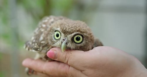 Adorable Owl Perched on Hand Looking at Camera